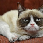 grumpy-cat