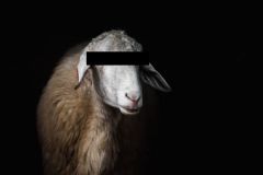 #metoo. După 30 de ani, o oaie rupe tăcerea: „Domnul Daea m-a mângâiat pe picior la Căminul Cultural”