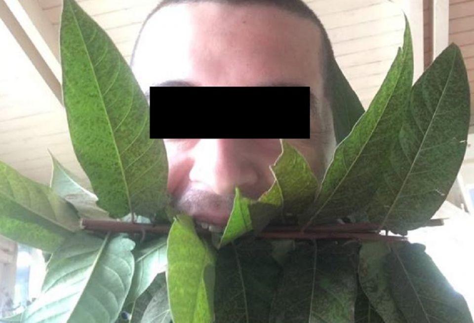 Din lipsă de fonduri, SGU Ploiești angajează raw vegani la Spații Verzi, care vor înlocui trimerele învechite