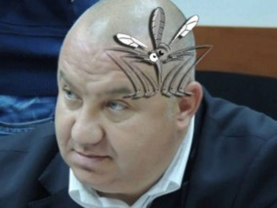 Viceprimarul Ganea, transportat de urgență la vulcanizare, după ce a fost înțepat de un țânțar-tigru