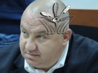 Viceprimarul Ganea, transportat de urgență la vulcanizare, după ce a fost înțepat de un țânțar-tigru