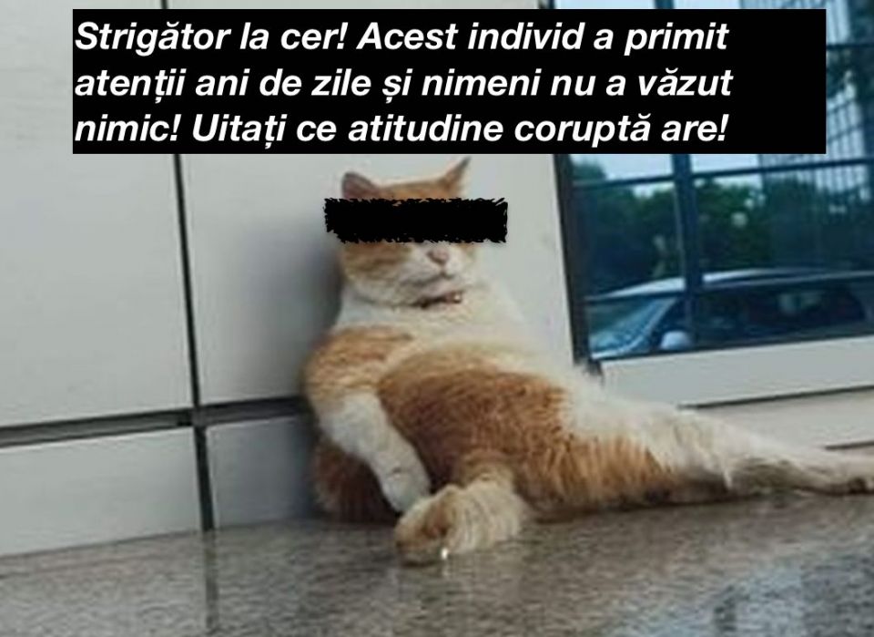 FOTO DOVADA! Percheziții la Primăria Ploiești. Motanul Vasile, dus cu o roabă la audieri