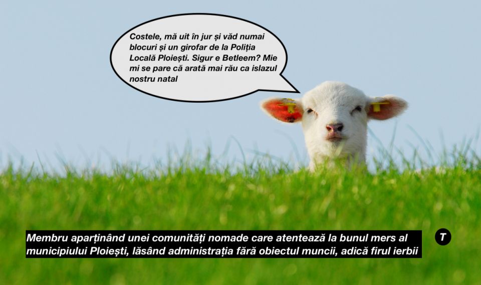 Transhumanță sau semn divin? Trei păstori se întâlniră în giratoriul de la Caraiman, la firul ierbii