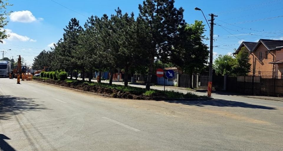 Primăria Ploiești, despre distrugerea copacilor din Cartierul Dorobanțu: stați liniștiți, montăm pomi cu led, facem frumos