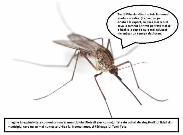 Lovitură de palat: Un țânțar a profitat de lipsa lui Dobre și s-a înscăunat primar al Ploieștiului